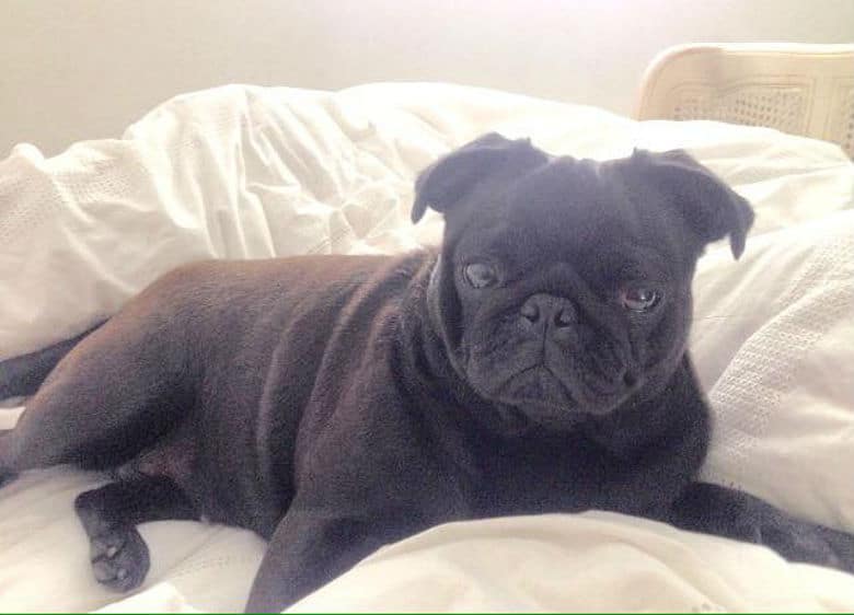 A black pug dog sniffs out from a white bed.