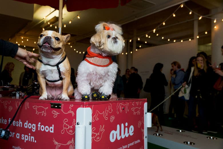 New Custom Dog Food Startup Ollie Throws Party to Celebrate Launch and $4.4 Million in Funding