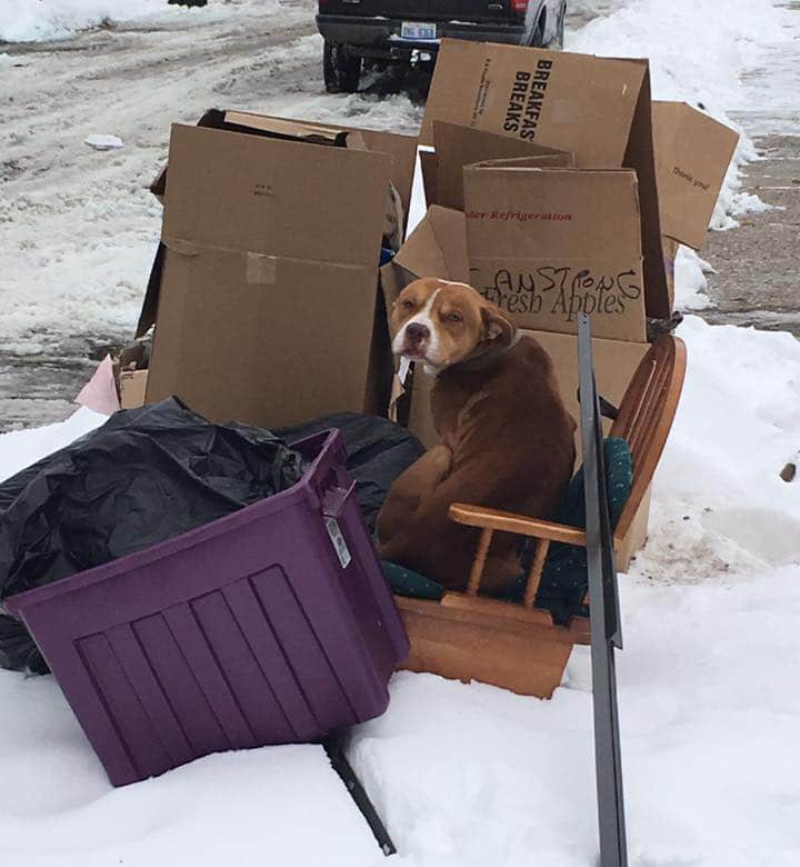 Dog Left Out With Trash Saved in Time for Christmas