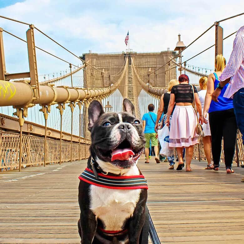 Famous Instagram Frenchie Shares His Favorite Spots in New York City