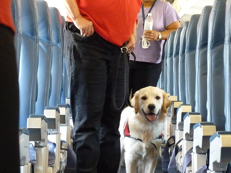 A Flying dog on a leash safely accompanies its owners on an airplane.