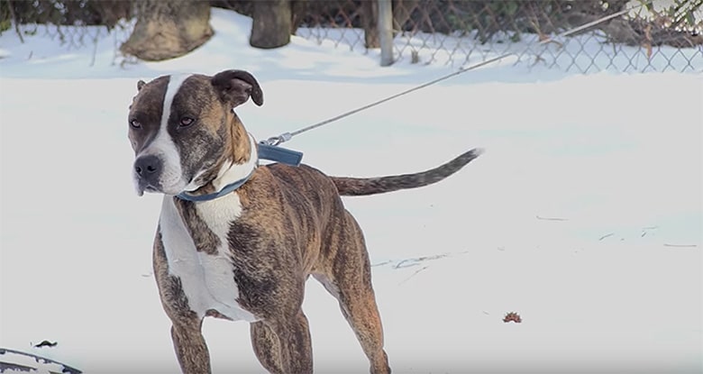 A dog is standing in the snow on a leash, looking for help.