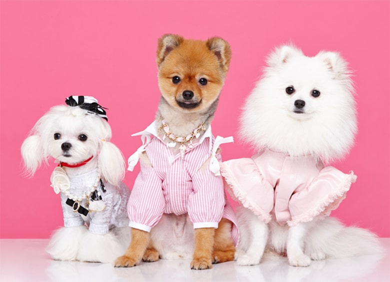 Paris Hilton Unveils Her New Dog Line on Instagram