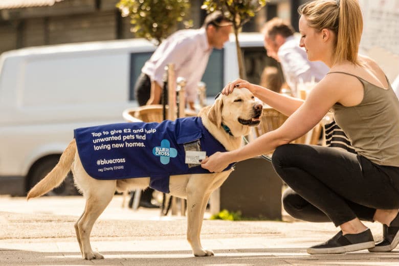 Rescue Organization Is First of Its Kind to Use ‘Pat and Tap’ Fundraising Dogs