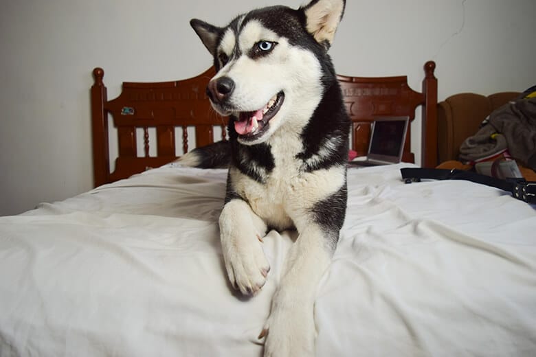 A husky dog, known for its stunning blue eyes and thick double coat, comfortably rests on a plush bed. Its fluffy fur blends seamlessly with the soft bedding, creating a picture-perfect