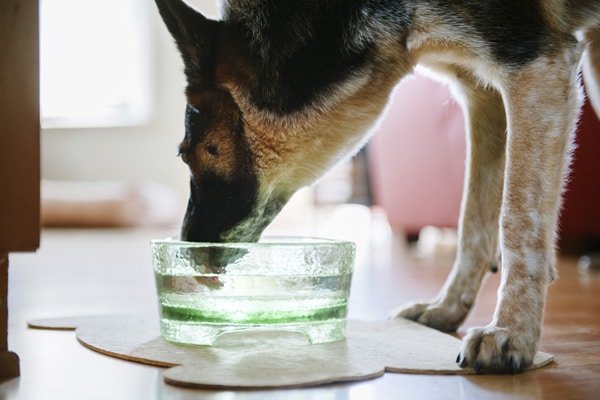 A Beautiful Dog Bowl That is Eco-Friendly and Guaranteed for Life? Yes, Please.