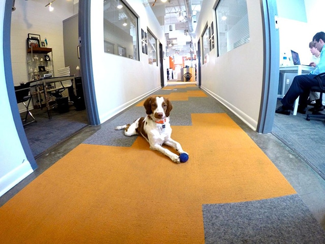 A dog-friendly office with a dog laying on the floor.