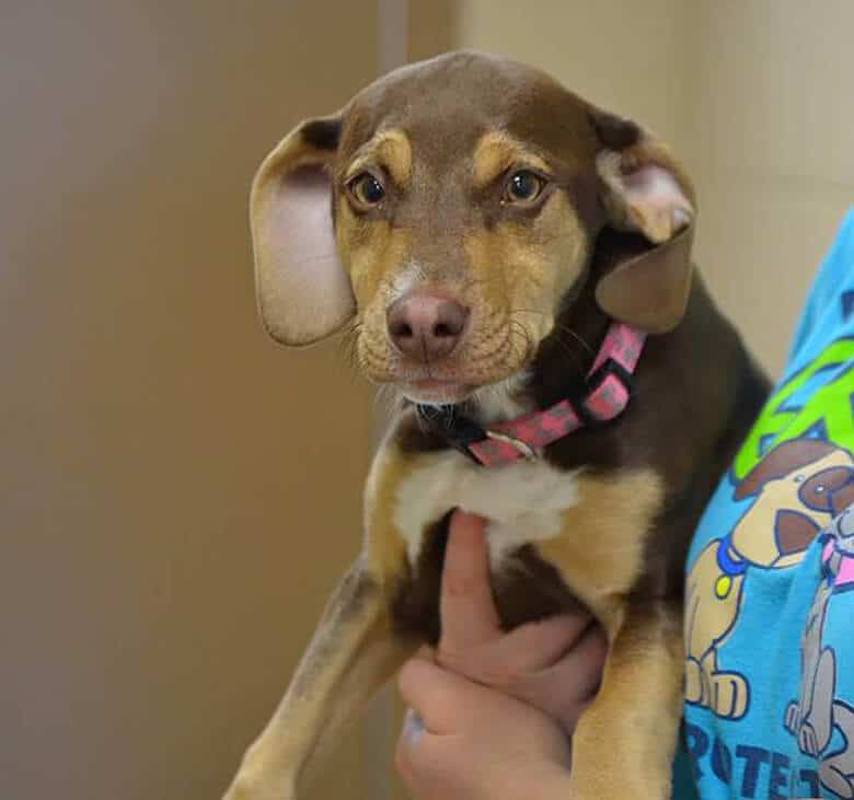 A brown and white dog is being held by a person while the freezing cold weather surrounds them.