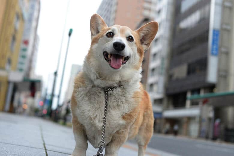 A corgi standing on a street in an expensive city.