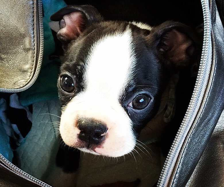 A black and white boston terrier puppy peeking out of a bag, perfect for those interested in knowing about pet policies of airlines.