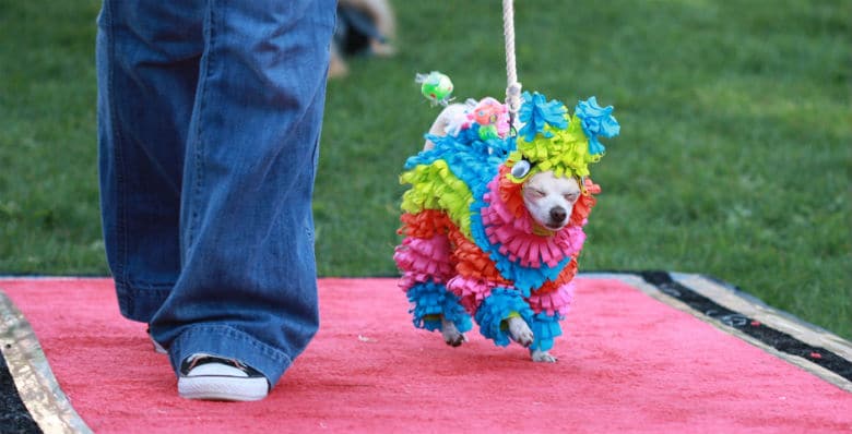 Want to Get Away? This San Francisco Event Is Offering Two Free Plane Tickets for Best Dog Costume.