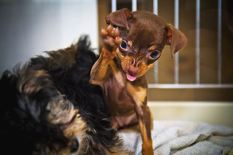 A small dog at Petland is playfully using its paws.