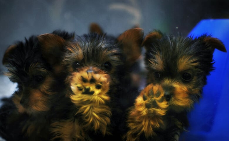 Three Yorkshire Terrier puppies are sitting in a blue container at Petland.