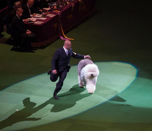 A man in a suit walking a white show-dog on a stage.