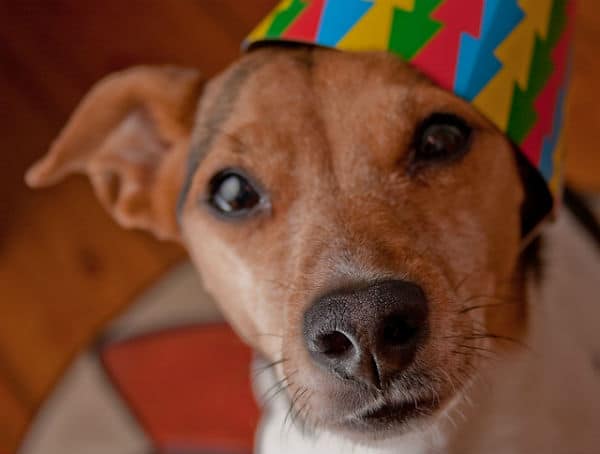 A festive dog wearing a party hat, celebrating the new year with style.