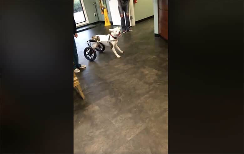 The Story Behind the Viral Video of a Pit Bull Walking Again Thanks to a New Set of Wheels