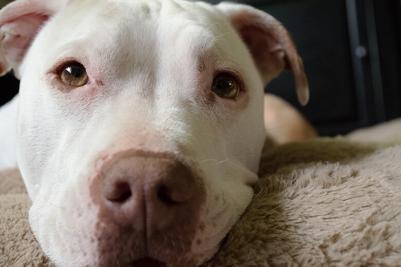 The Myth of the Big Bad Pit Bull