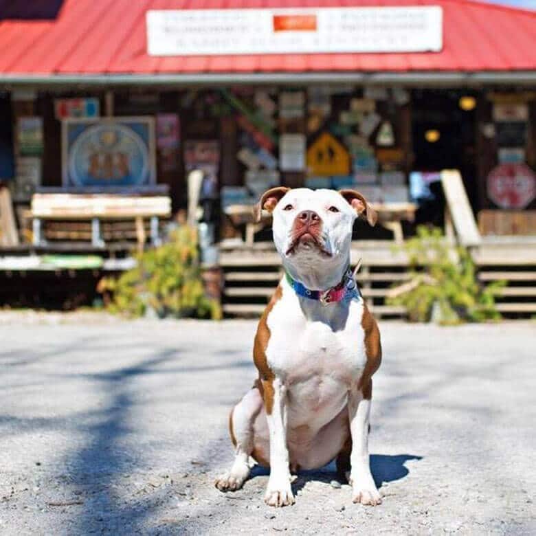 Pit Bull Beats Out Donkey and Cat to Become Mayor of Town