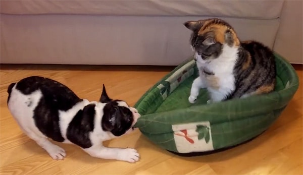 A French bulldog playing in a boat bed.