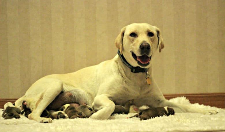 Labrador Who Lost Her Babies Steps in as Mom to Orphan Bulldog Puppies