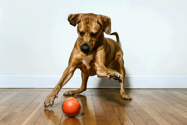 Here’s a Toy That Will Let You Play With Your Dog From Afar