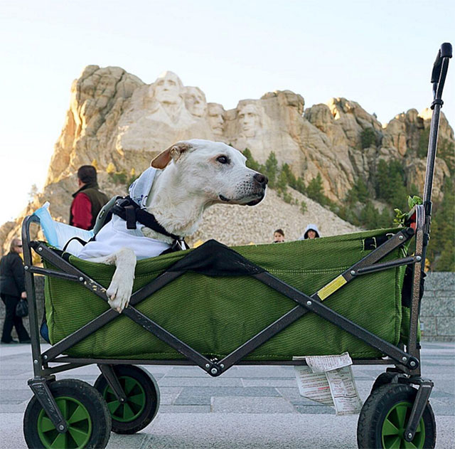 'Poh the Dog's Big Adventure' Ends: Instagram Dog Famous for Bucket List Passes Away