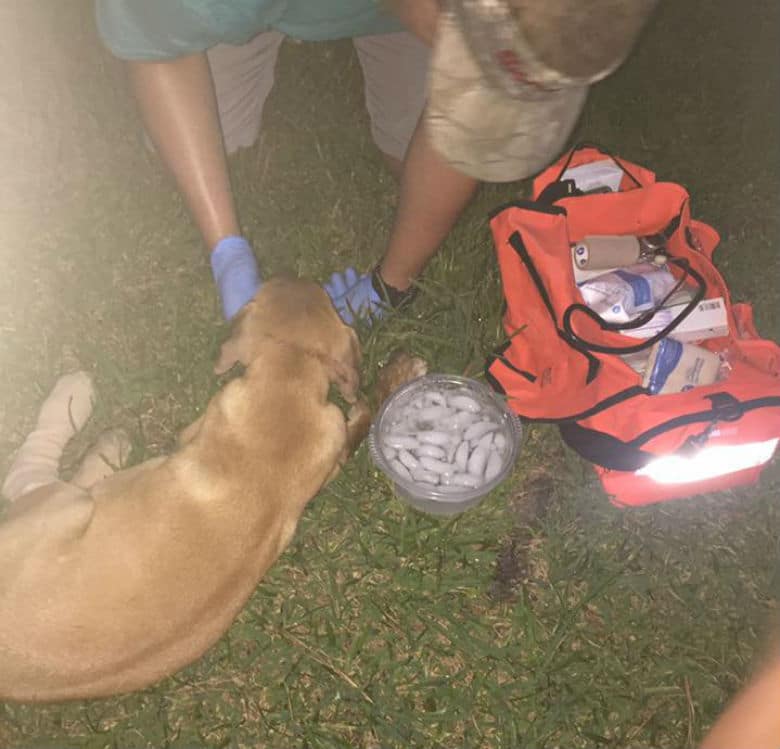 The Insanely Popular Pokemon Go App Saves Puppy's Life