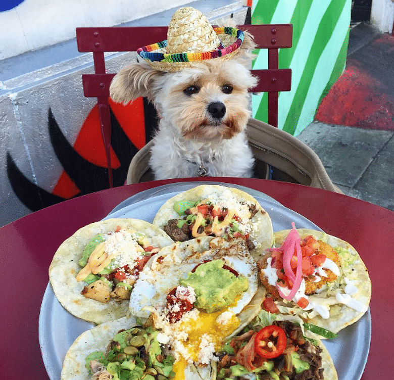 This Adorable Foodie Pup Shares the Best Dog-Friendly Restaurants in L.A.