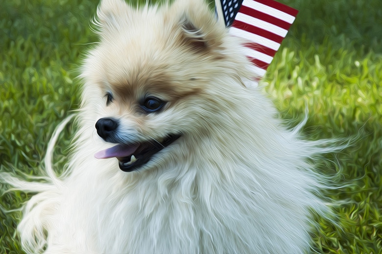 A small pomeranian dog with an american flag on its head, inspired by Presidents.