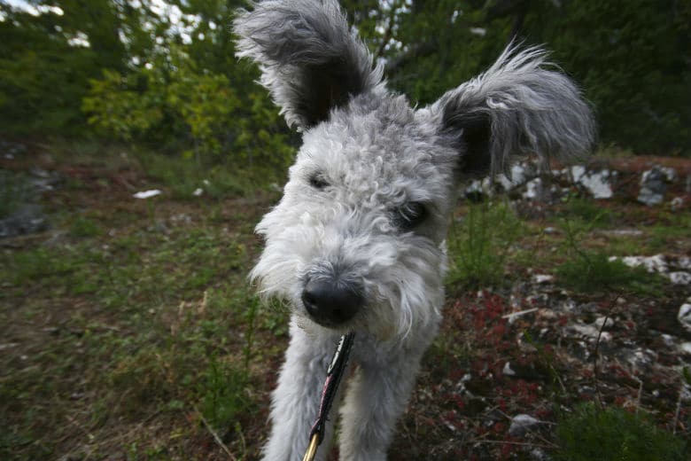 A recognized breed of dog is standing on a leash in the woods.