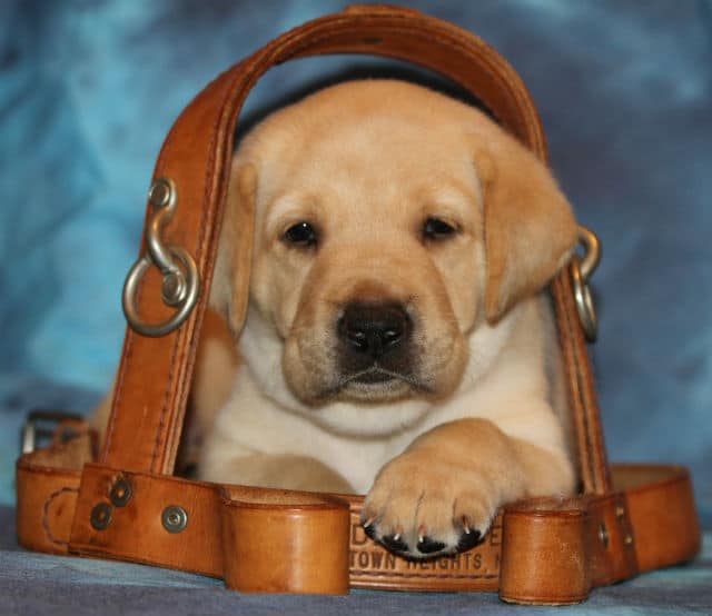 A guide dog puppy laying gracefully in a brown leather bag.