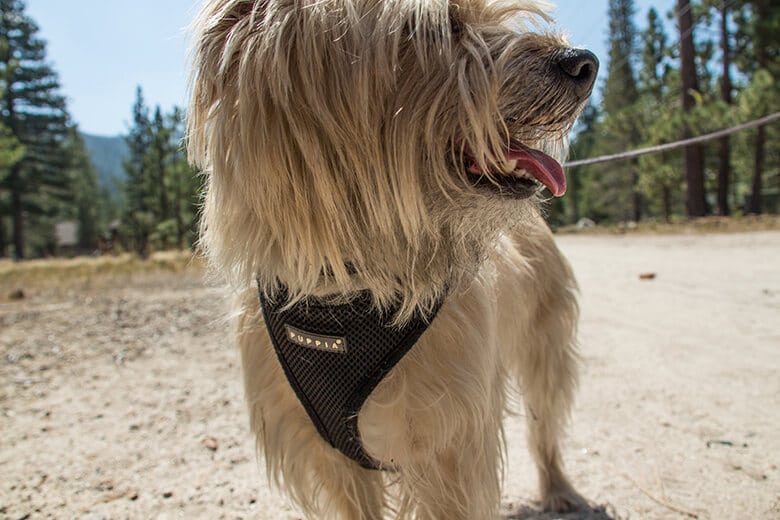 I Learned Why Everyone Is Obsessed With the Puppia Harness