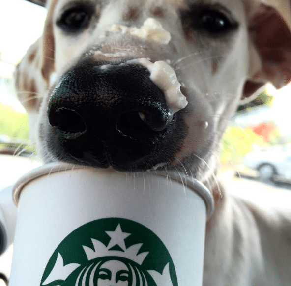 Shelter Snaps Dogs Enjoying ‘Puppuccinos’ to Help Them Find Their Forever Home