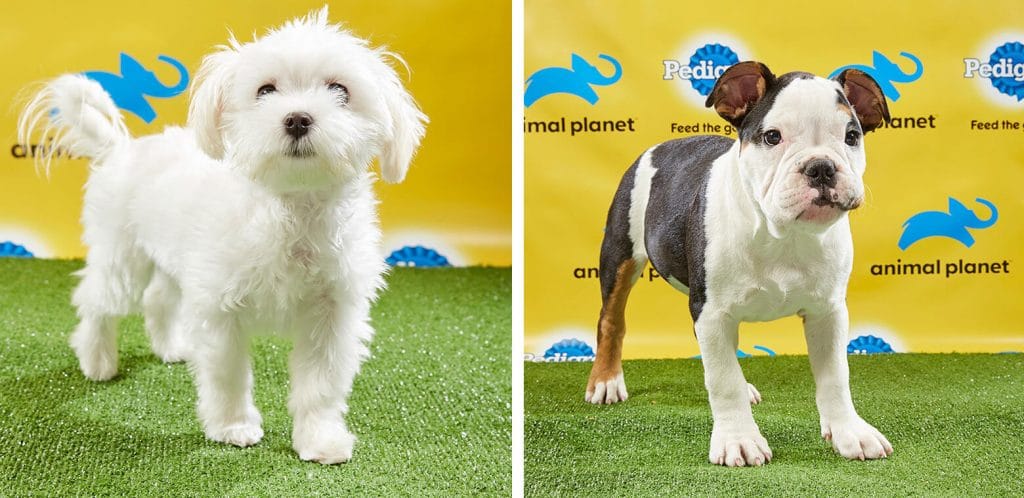 Here’s a Sneak Peek of the Adorable Shelter Dogs Playing in This Sunday’s Puppy Bowl