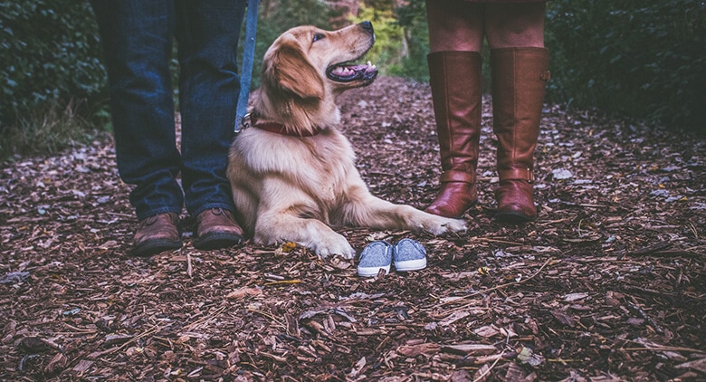 New Dating Show Looking for Single Dog Owners
