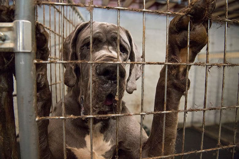 USDA Rolls Out ‘Refined’ Animal Welfare Database, Continues to Protect Puppy Mills