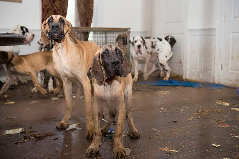 More Than 80 Great Danes Rescued from ‘Puppy Mill Mansion’