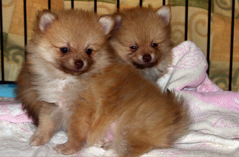 Report Finds the Majority of Puppy Ads Online Are From Scammers