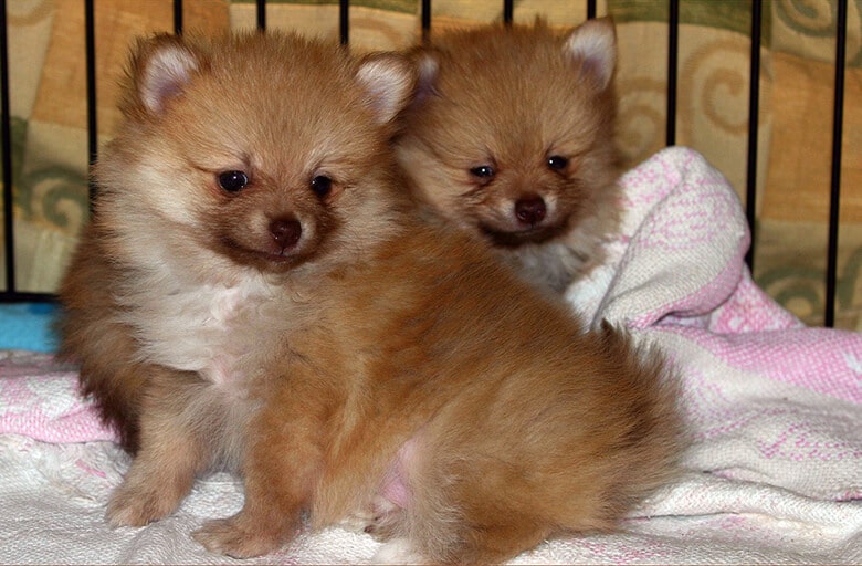 Two brown pomeranian puppies sitting on a blanket in an adorable display perfect for puppy ads.