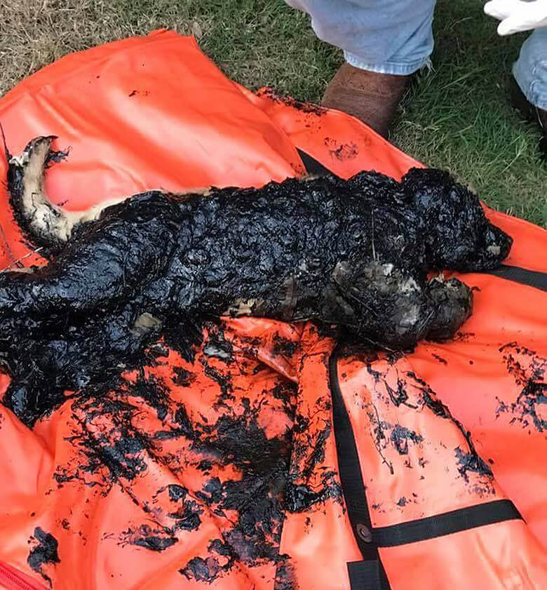 Puppy Trapped in Tar Saved in the Nick of Time