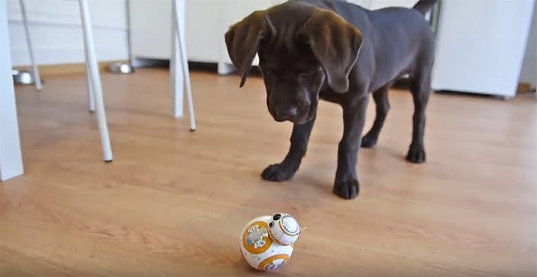 Epic Battle Between a Puppy and Star Wars' BB-8 Robot