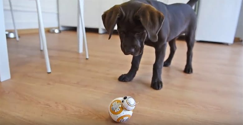 A puppy is happily playing with a BB-8 robot toy.