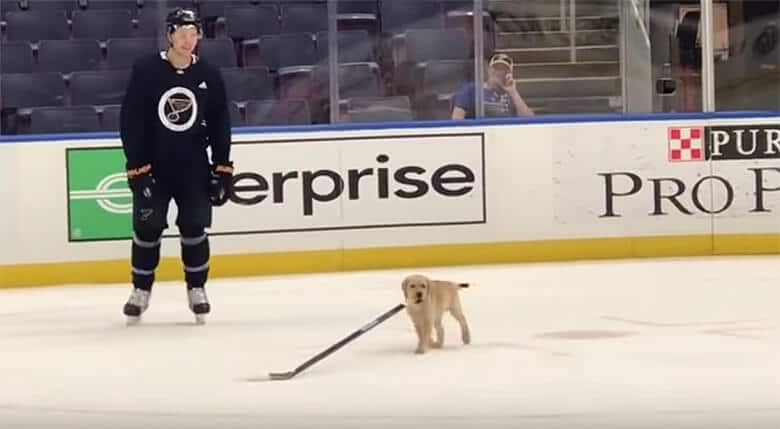 A Hockey’s Team Newest Four-Legged Teammate Steals the Show During Practice