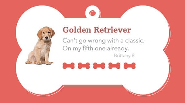 A golden retriever dog tag with the words "golden retriever" screams Puppy Swap perfection.