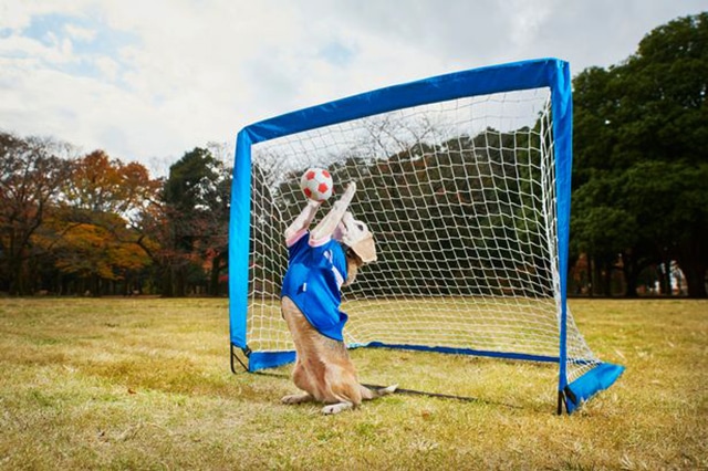 Purin, a dog, chasing a ball in front of a soccer goal.