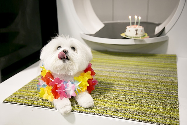 Dogs Can Indulge in Facials, Pawbar and Champagne Room at Pussy & Pooch Boutique