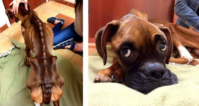 Two adorable pictures of a dog peacefully resting on a cozy bed.