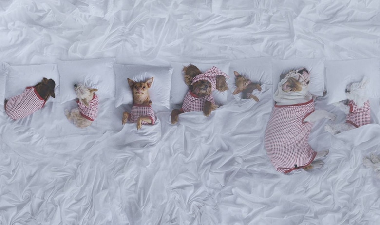 Celebrity Dogs Recreate Kanye West Music Video for a Good Cause