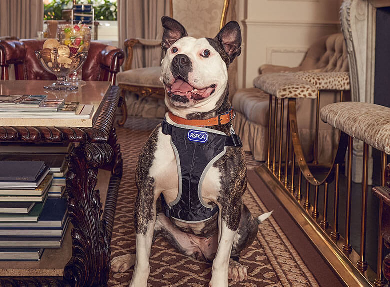 Long-Term Shelter Dogs Get to Enjoy a Day of Pampering and Play at Luxury Hotel