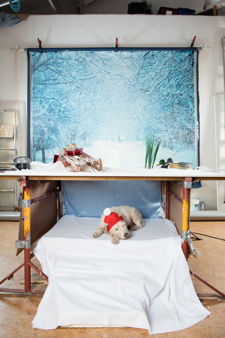 A senior dog resting on a bed, perfect for greeting cards targeting retirement.